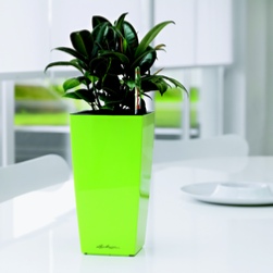 office-plants-green-london-rent