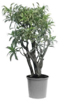 Pleomele-Reflexa-song-of-india office plants