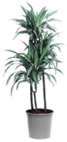 Dracaena Ulysses office plants Dracaena Ulysses office plants
