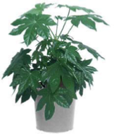 office plants fatsia japonica office plants fatsia japonica