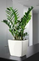 office-plants-Zamioculcas office-plants-Zamioculcas