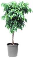 Ficus-Benjamina-office-plants Ficus-Benjamina-office-plants