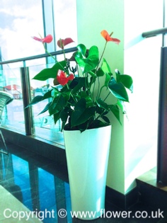 tropical office plants london delta pot an anthurium