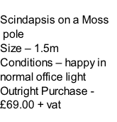 Scindapsis on a Moss  pole Size – 1.5m  Conditions – happy in normal office light  Outright Purchase - £69.00 + vat
