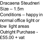 Dracaena Steudneri Size – 1.5m  Conditions – happy in normal office light or low  light areas  Outright Purchase - £55.00 + vat