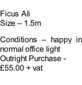 Ficus Ali Size – 1.5m  Conditions – happy in normal office light  Outright Purchase - £55.00 + vat