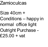 Zamioculcas Size 40cm + Conditions – happy in normal  office light  Outright Purchase - £25.00 + vat