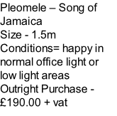 Pleomele – Song of Jamaica Size - 1.5m Conditions= happy in normal office light or low light areas  Outright Purchase - £190.00 + vat