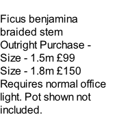 Ficus benjamina braided stem   Outright Purchase - Size - 1.5m £99 Size - 1.8m £150 Requires normal office light. Pot shown not included.