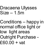 Dracaena Ulysses Size – 1.5m  Conditions – happy in normal office light or low  light areas  Outright Purchase - £60.00 + vat