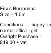 Ficus Benjamina Size – 1.5m  Conditions – happy in normal office light  Outright Purchase - £49.00 + vat