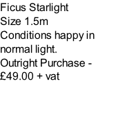 Ficus Starlight Size 1.5m Conditions happy in normal light. Outright Purchase - £49.00 + vat