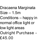 Dracaena Marginata Size – 1.5m  Conditions – happy in normal office light or low light areas  Outright Purchase - £45.00