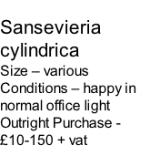 Sansevieria cylindrica Size – various Conditions – happy in normal office light  Outright Purchase - £10-150 + vat