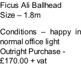 Ficus Ali Ballhead Size – 1.8m  Conditions – happy in normal office light  Outright Purchase - £170.00 + vat